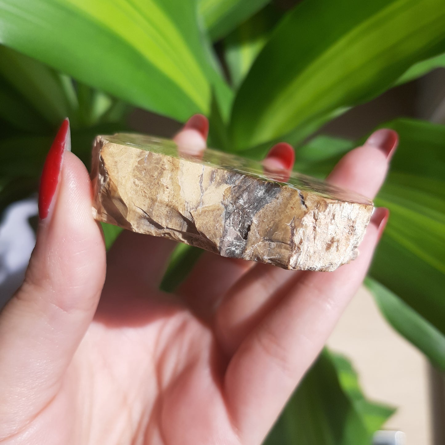 Petrified Wood Slab