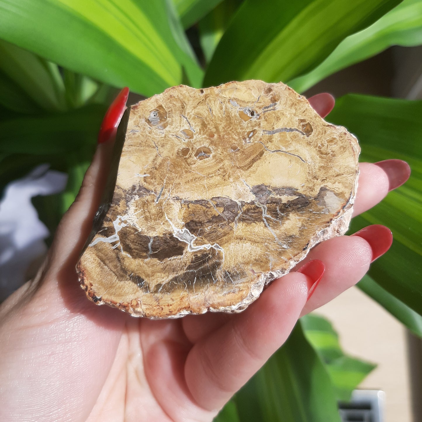 Petrified Wood Slab