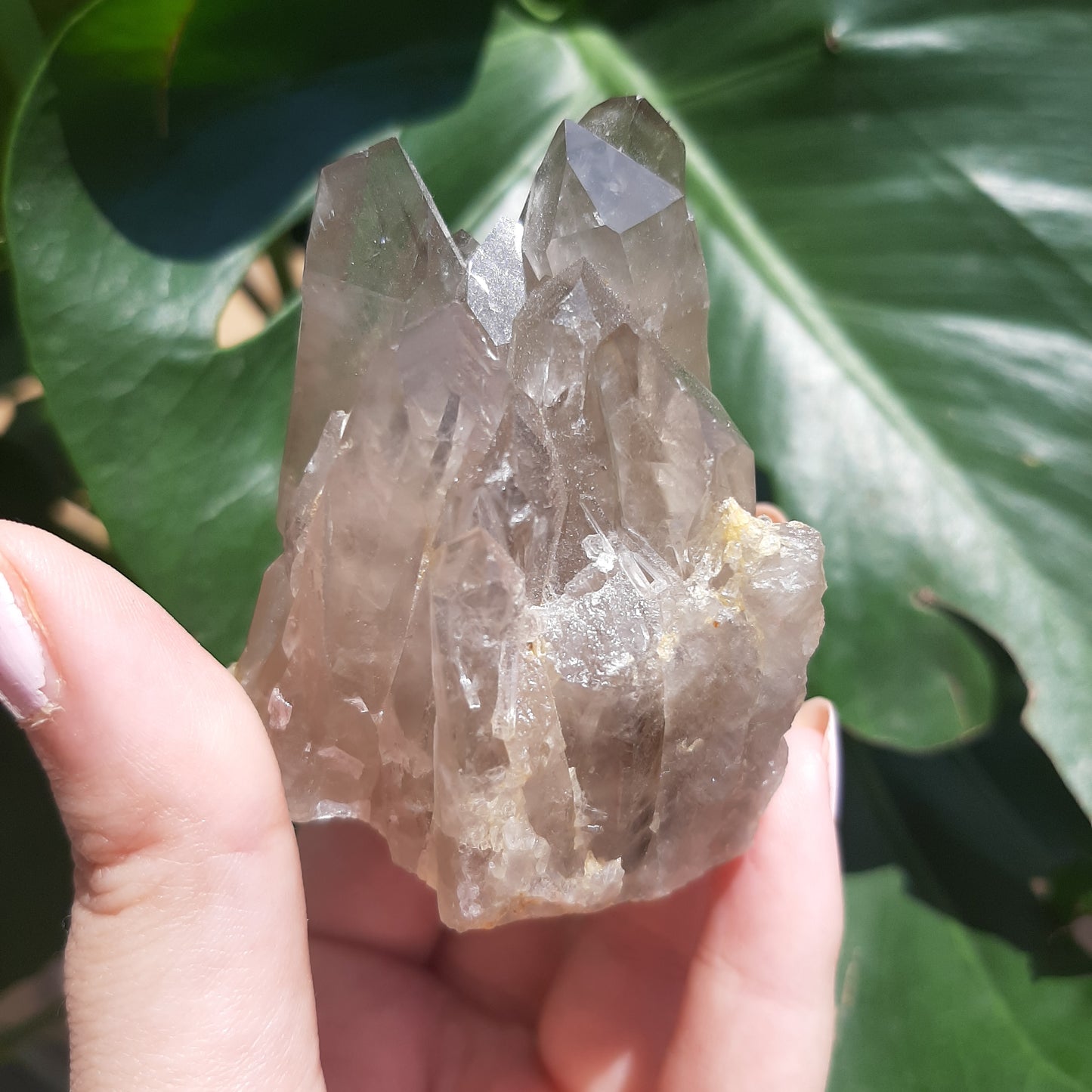 Smoky Quartz Cluster