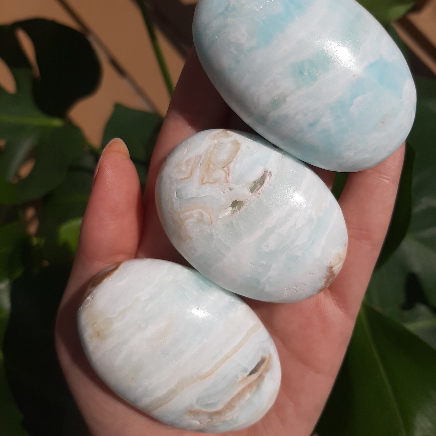 Carribean Calcite Palm