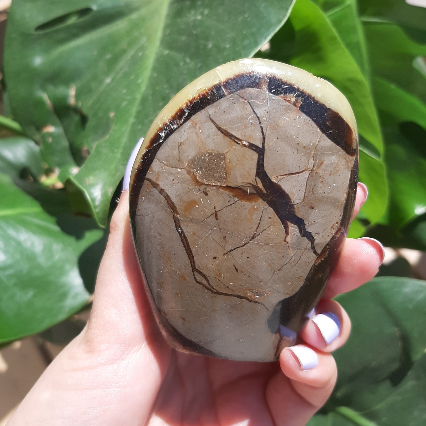 Septarian Druzy Freeform