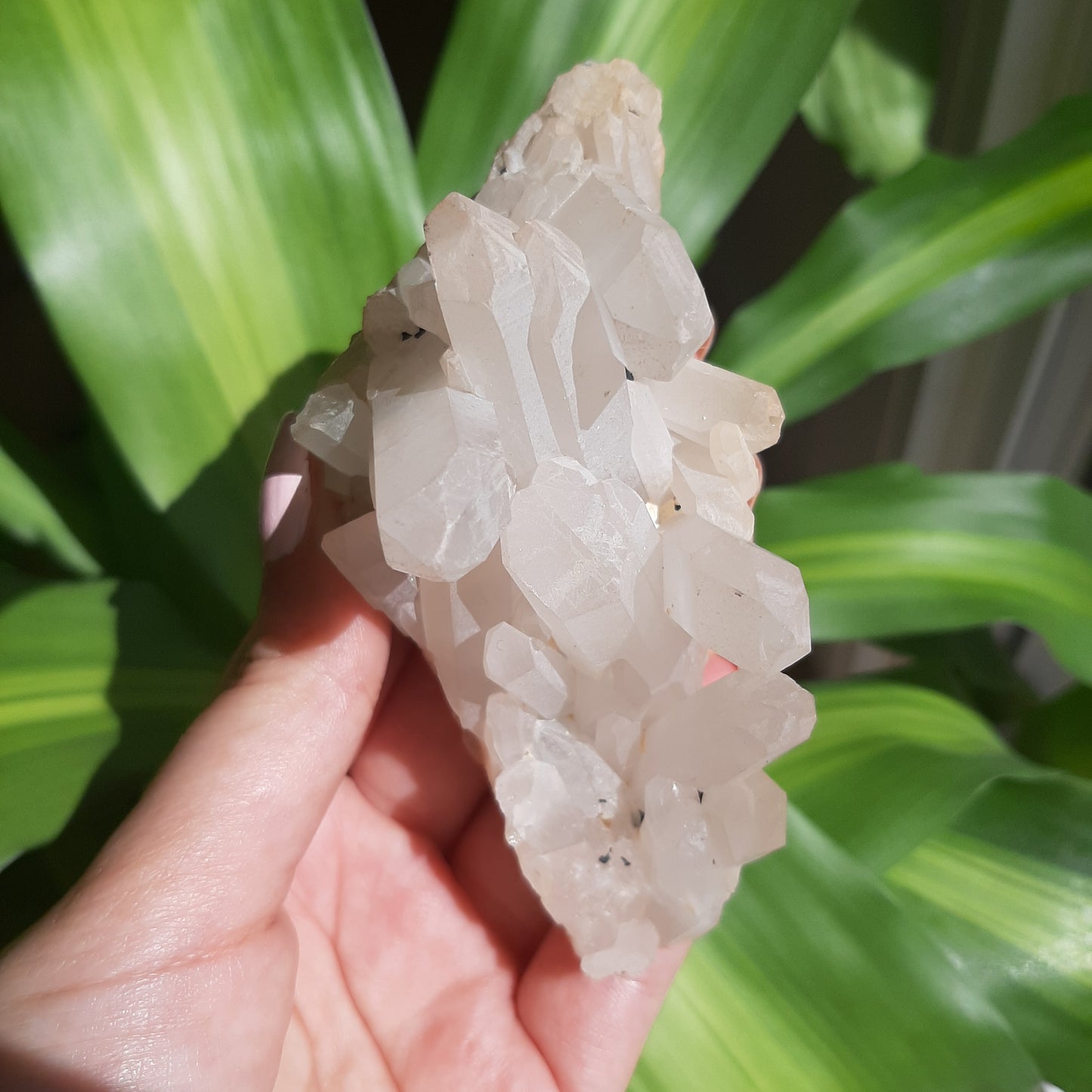 Clear Quartz Cluster