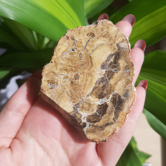 Petrified Wood Slab