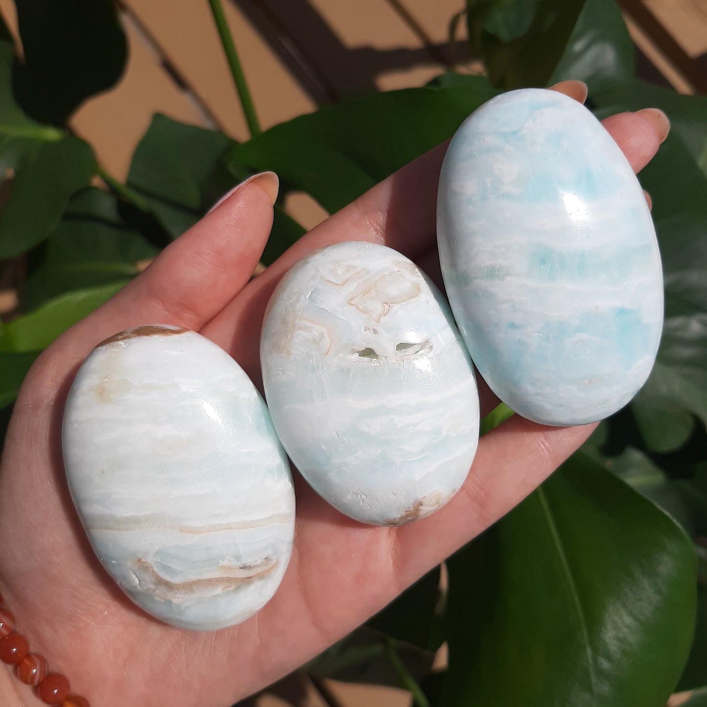 Carribean Calcite Palm