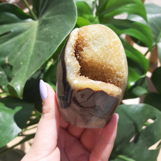 Septarian Druzy Freeform